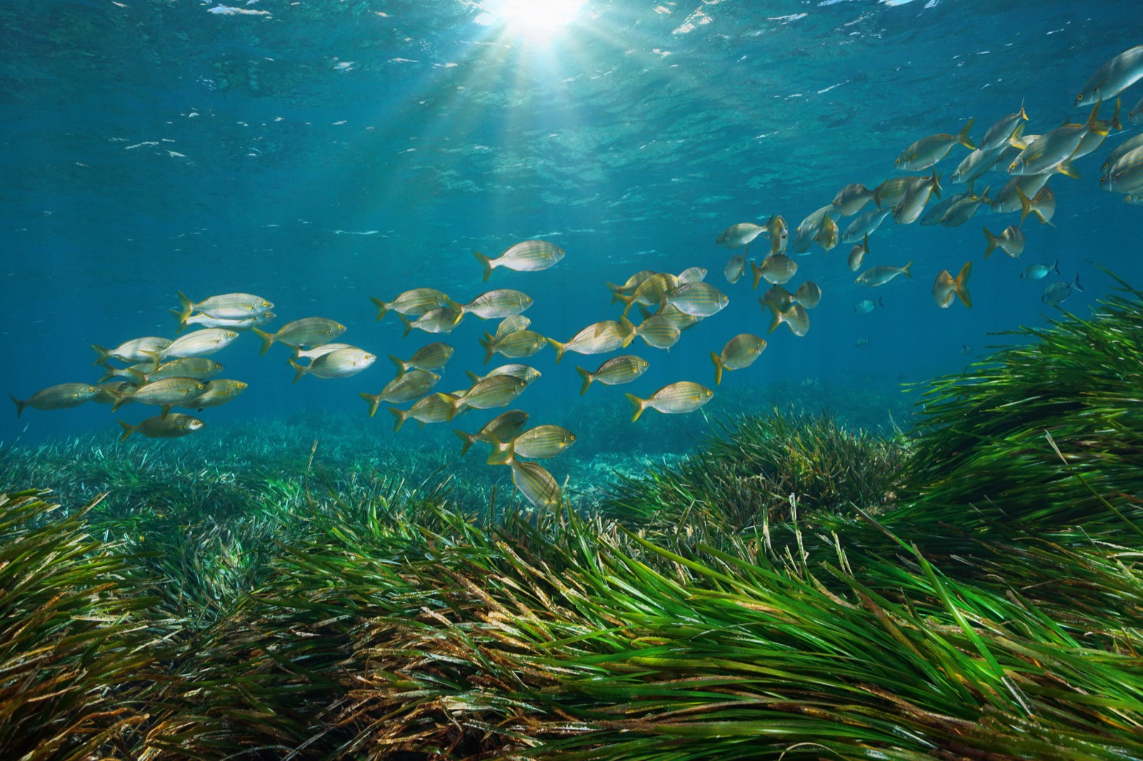 Project Development — Blue Carbon